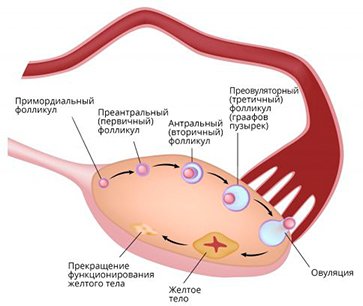 normal-ovary